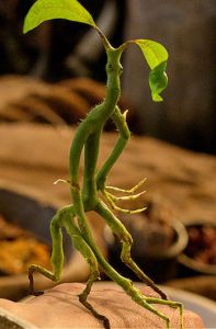 bowtruckle