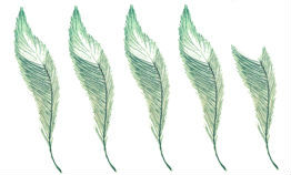 4_5 feather